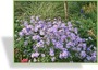 Aster, Bergaster