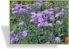 Aster, Bergaster, Aster amellus 'Glücksfund'