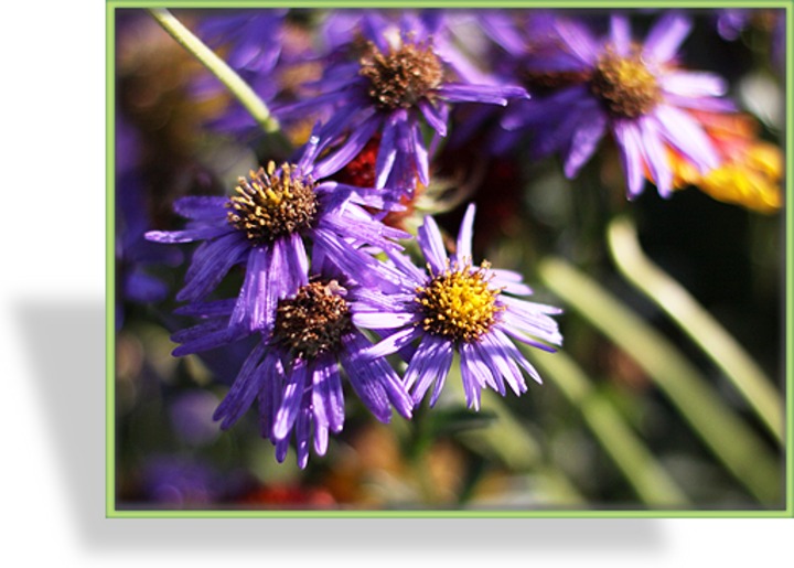 Aster, Bergaster, Aster amellus 'Rudolf Goethe'