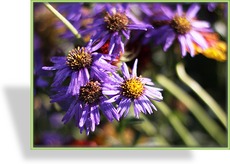 Aster, Bergaster, Aster amellus 'Rudolf Goethe'