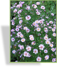 Aster, Myrthenaster