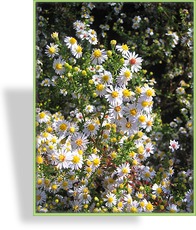 Aster, Myrthenaster, Aster ericoides 'Erlkönig'