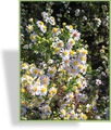 Aster, Myrthenaster, Aster ericoides 'Erlkönig'