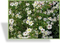 Aster, Myrthenaster, Aster ericoides 'Schneegitter'