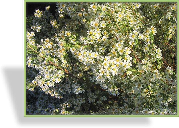 Aster, Myrthenaster, Aster ericoides 'Schneetanne'