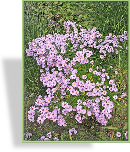 Aster, Myrthenaster, Aster pringlei 'Pink Star'