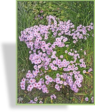 Aster, Myrthenaster, Aster pringlei 'Pink Star'