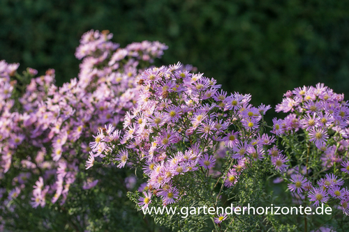 Myrten-Aster, Aster ericoides 'Esther'