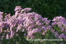 Myrten-Aster, Aster ericoides 'Esther'