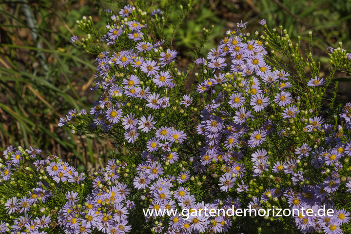 Myrten-Aster, Aster ericoides 'Yvette Richardson'