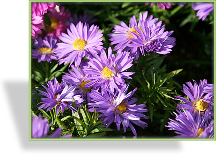 Aster, Kissenaster, Aster dumosus 'Augenweide'