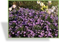 Aster, Kissenaster, Aster dumosus 'Sapphire'