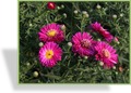 Aster, Kissenaster, Aster dumosus 'Granat'