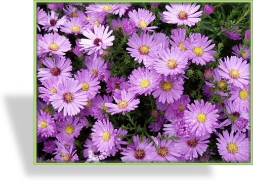 Aster, Kissenaster, Aster dumosus 'Herbstgruß vom Bresserhof'