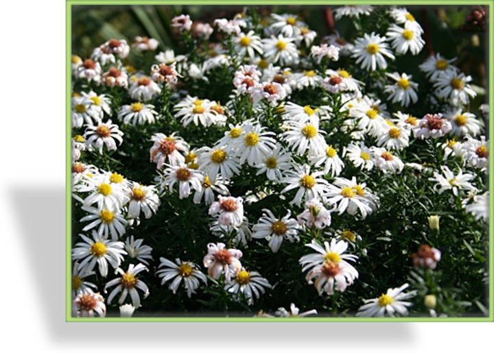 Aster, Kissenaster, Aster dumosus 'Kristina'