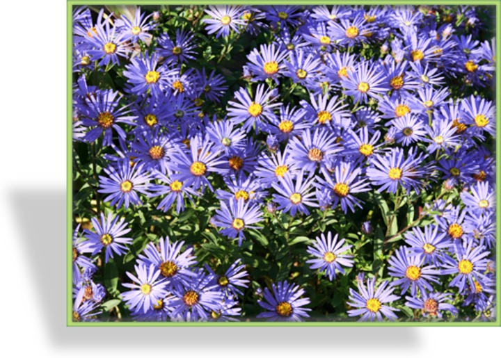 Aster, Kissenaster, Aster dumosus 'Mittelmeer'