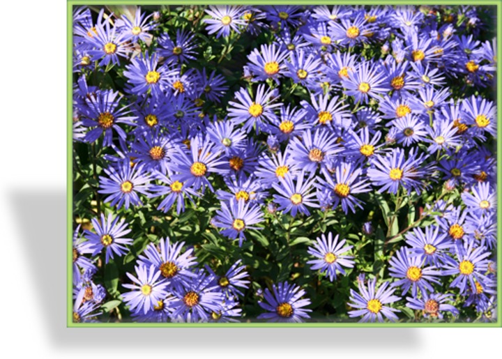 Aster, Kissenaster