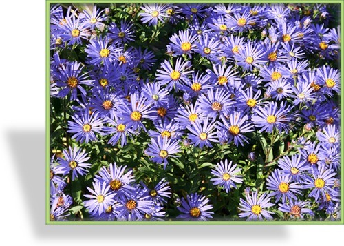 Aster, Kissenaster, Aster dumosus 'Mittelmeer'