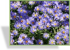 Aster, Kissenaster, Aster dumosus 'Mittelmeer'