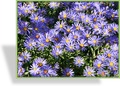 Aster, Kissenaster, Aster dumosus 'Mittelmeer'