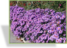 Aster, Kissenaster