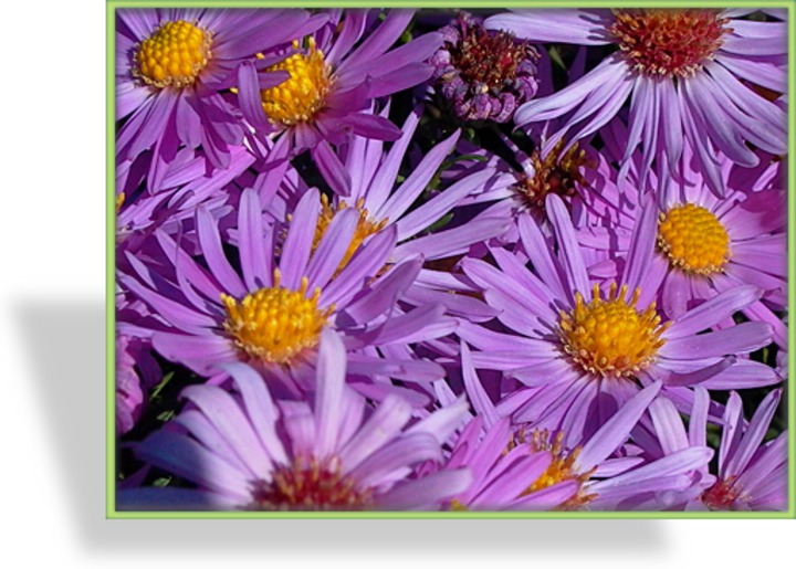 Aster, Kissenaster, Aster dumosus 'Prof. Anton Kippenberg'