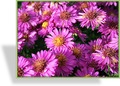 Aster, Kissenaster, Aster dumosus 'Starlight'