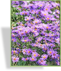 Aster, Kissenaster, Aster dumosus 'Azurit'