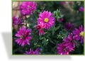 Aster, Kissenaster, Aster dumosus 'Jenny'