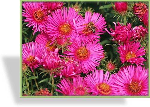 Herbstaster, Rauhblattaster, Aster novae-angliae 'Alma Pötschke'