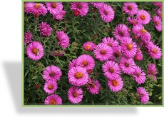 Herbstaster, Rauhblattaster, Aster novae-angliae 'Andenken an Paul Gerber'