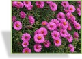 Herbstaster, Rauhblattaster, Aster novae-angliae 'Andenken an Paul Gerber'
