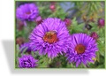 Herbstaster, Rauhblattaster, Aster novae-angliae 'Purple Dome'