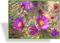 Herbstaster, Rauhblattaster, Aster novae-angliae 'Violetta'