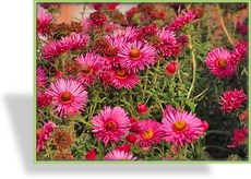 Herbstaster, Rauhblattaster, Aster novae-angliae 'Abendsonne'