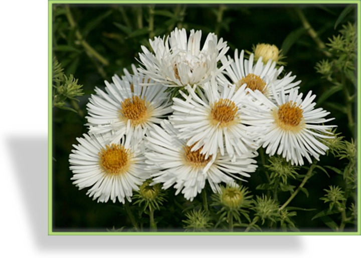 Herbstaster, Rauhblattaster, Aster novae-angliae 'Herbstschnee'