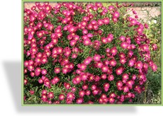 Herbstaster, Glattblattaster, Aster novi-belgii 'Crimson Brocade'