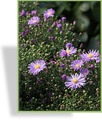 Herbstaster, Glattblattaster, Aster novi-belgii 'Blütenmeer'