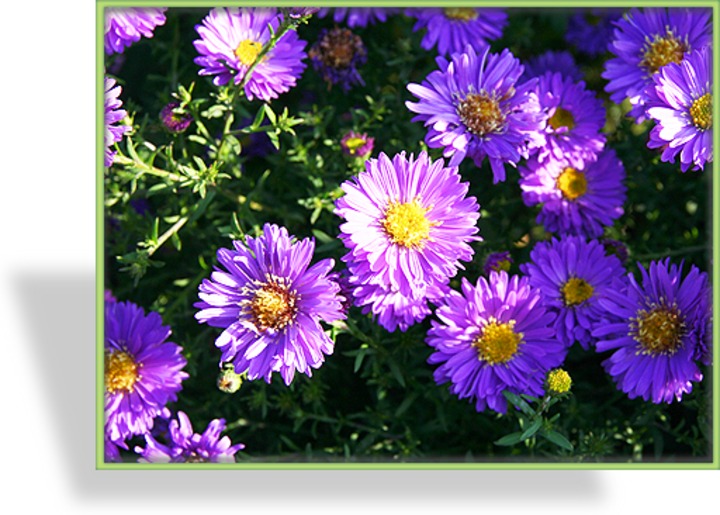 Herbstaster, Glattblattaster, Aster novi-belgii 'Schöne von Dietlikon'