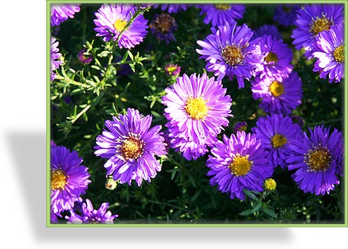 Herbstaster, Glattblattaster, Aster novi-belgii 'Schöne von Dietlikon'