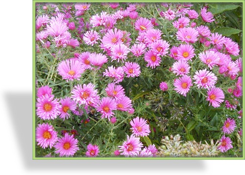 Herbstaster, Glattblattaster, Aster novi-belgii 'Carmina'