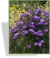 Herbstaster, Glattblattaster, Aster novi-belgii 'Fuldatal'