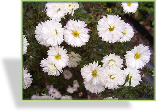 Herbstaster, Glattblattaster, Aster novi-belgii 'Schneekuppe'