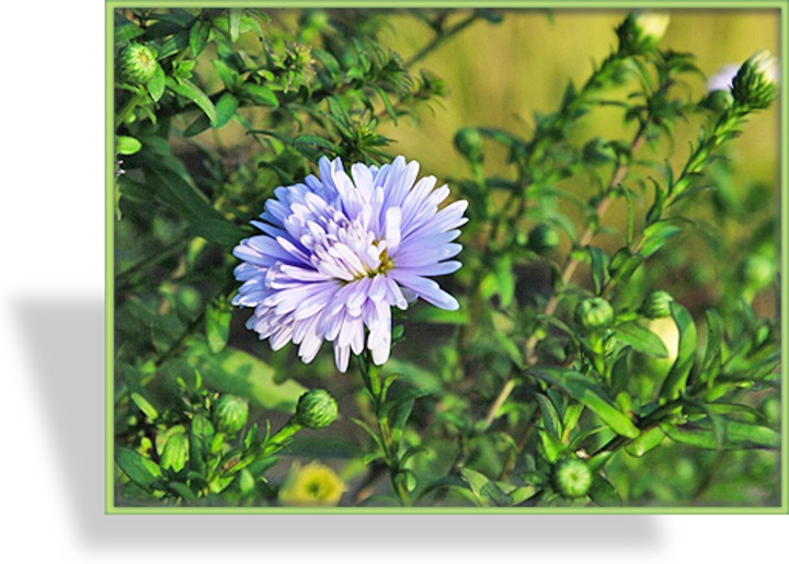 Herbstaster, Glattblattaster, Aster novi-belgii 'Porzellan'