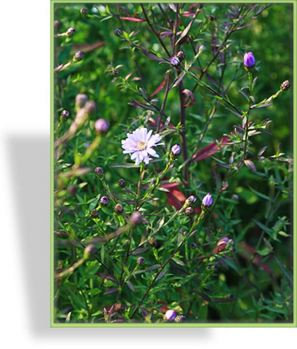 Herbstaster, Glattblattaster, Aster novi-belgii 'Treffpunkt'