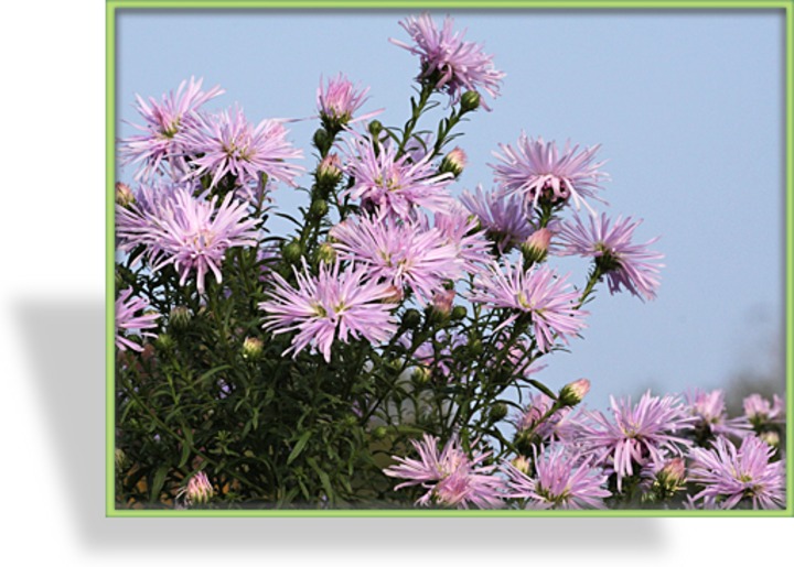 Herbstaster, Glattblattaster, Aster novi-belgii 'Rosenquarz'