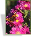 Herbstaster, Glattblattaster, Aster novi-belgii 'Royal Ruby'