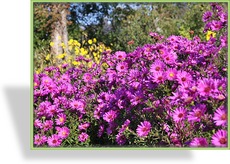 Herbstaster, Glattblattaster, Aster novi-belgii 'Karminkuppel'