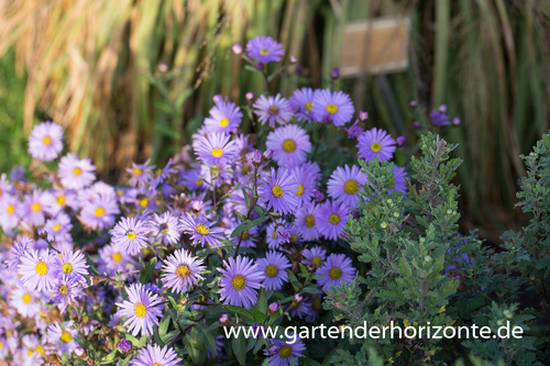 Garten-Aster, Aster x cult.'Barts Blue Beauty'