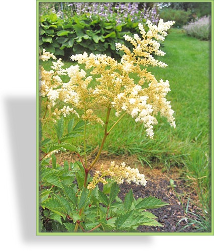 Prachtspiere, Garten-Astilbe, Astilbe x arendsii 'Brautschleier'